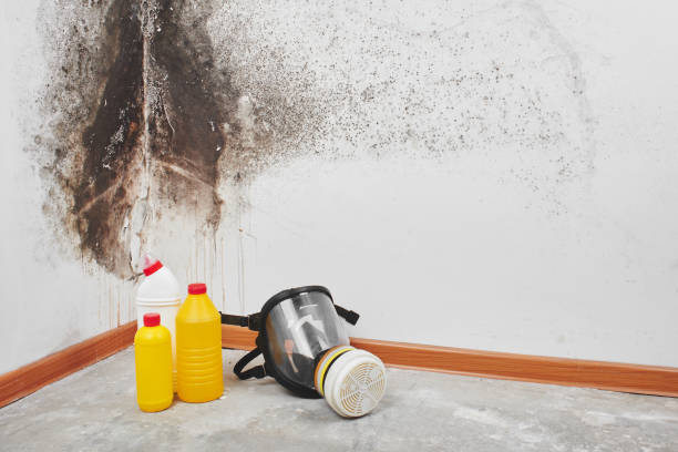 Best Toxic Mold Removal  in Glenwood Springs, CO