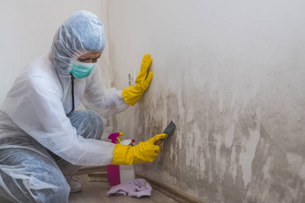 Glenwood Springs, CO Mold Removal Company