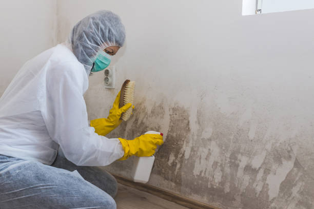 Best Attic Mold Removal  in Glenwood Springs, CO