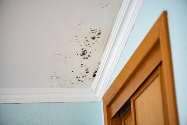 Best Black Mold Removal  in Glenwood Springs, CO