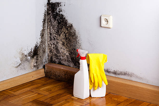 Best Commercial Mold Removal  in Glenwood Springs, CO