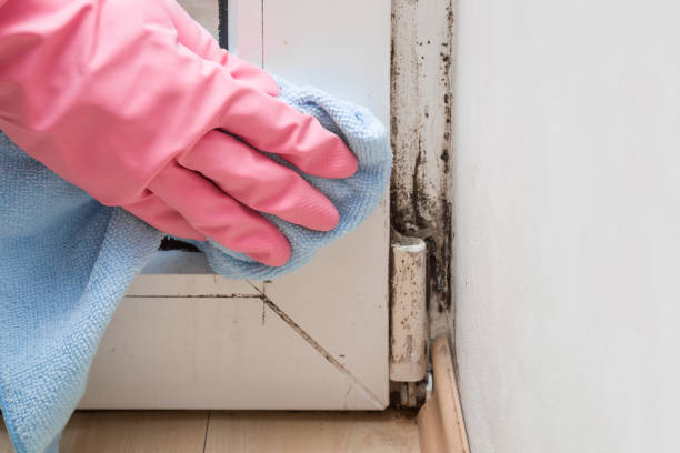 Best Toxic Mold Removal  in Glenwood Springs, CO